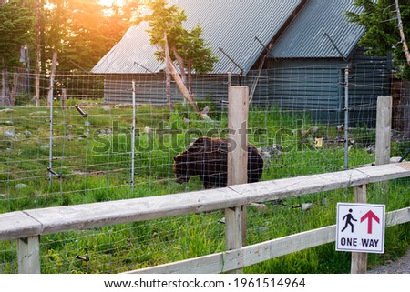 
grizzly bear walking in a zoo enclosure.  Warm weather, summer time, sunset. Sign "one way". Big wild animal