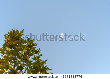 Leaves of the Platanus x hispanica tree and in the background a blurred image of the moon. Sycamore tree leaves. Platanus orientalis. Park trees edition. Bucolic and sentimental landscape.