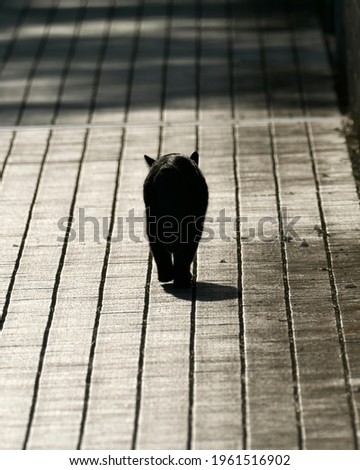 Brief shot of walking black cat's back 
