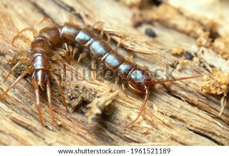 Centipede, Lithobiidae on wood, macro photo Royalty-Free Stock Photo #1961521189