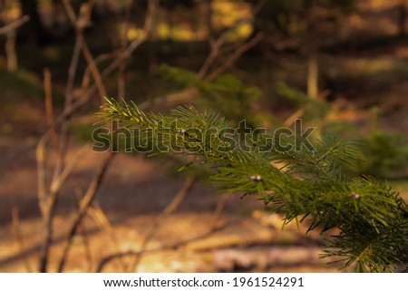 Green tree branch with needles, Christmas tree in the forest
