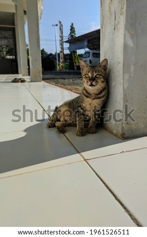 A gray cat leaning on a post for protection from the sun