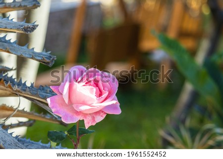 Stunning pink rose behind a palm tree trunk during afternoon sunshine on the flower