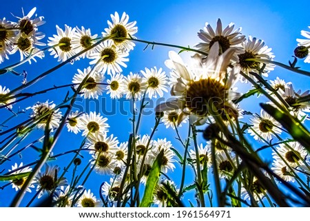 Interesting underside point of view of common oxeye daisies (Leucanthemum vulgare) growing wild in a field with bright blue sky.