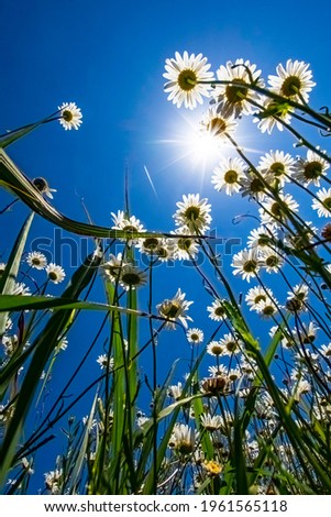 Point of view looking up at the sky from the bottom of a stand of wild oxeye daisies (Leucanthemum vulgare).