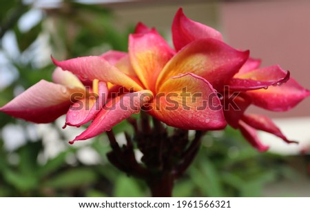 Gorgeous colourful frangipani flowers fresh with rain drops 