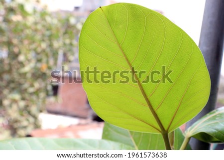 green leaf stock on Banyan tree in garden