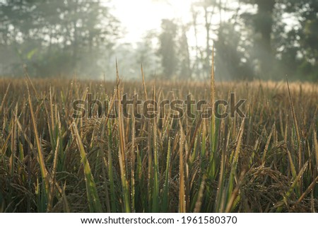 the rice fields exposed to the morning sun