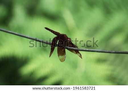  A nice dragon fly in brown                             