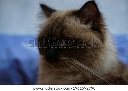 The cat is looking to the side and sitting. Indoor, close-up portrait of a gray, furry cat with green eyes. Himalayan Persian breed