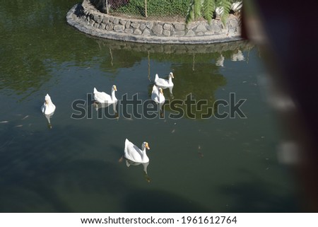 a bunch of swans swimming