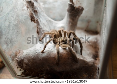 Macro photography of Lycosa spider