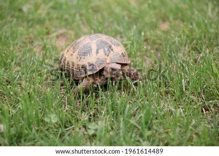 Gopher Tortoise. European land tortoise in a green meadow