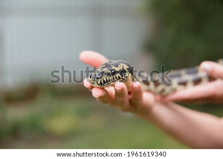 Close-up snake. Snake boa constrictor. Reptile exotic animal.