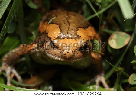 Orange toad in the wild 