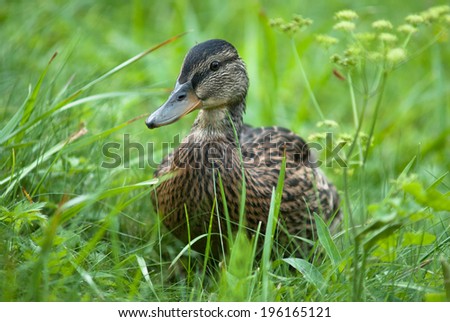 wild duck on grass