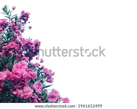 Background of the botanical flower image.