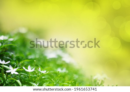 White flowers with green nature blur background.