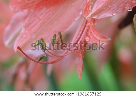 Close-up of pastel Amaryllis flower (Hippeastrum) lilies plant genus .
