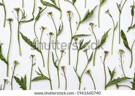 Pattern with a plant with a small flower on a white background - The concept of nature growth and development - Modern minimal flat lay