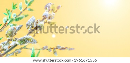 Spring background may flowers and April floral nature on yellow background. Branches of blossoming apricot macro with soft focus. For easter and spring greeting cards with copy space. Springtime