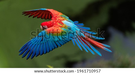 Landing red and green Macaw - close up Royalty-Free Stock Photo #1961710957