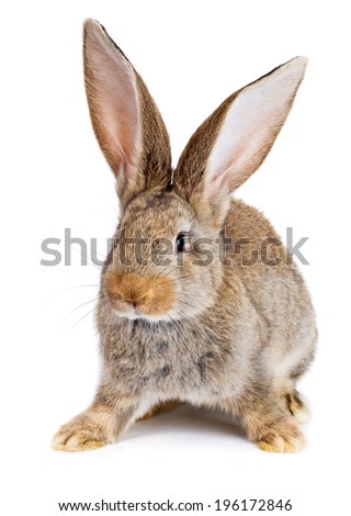 Young domestic brown rabbit on white background