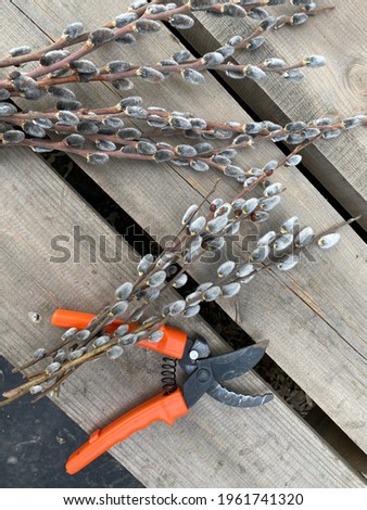 A bouquet of pussy willows on a wooden background.  Palm Sunday