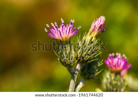 Pink flowers of thistle. Close-up. The thorny plant blooms in spring. Spring awakening of nature. Fresh greens. Blooming prickly weed. Spring flowering. Greens