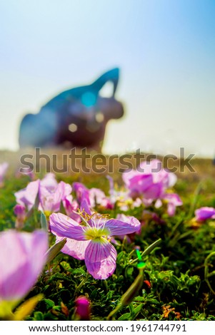 Spring flowers Pink Evening Primrose (Oenothera speciosa) and the silhouette of a woman doing physical exercise, selective focus