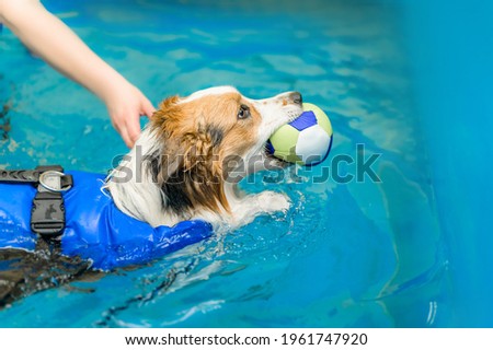 dog swims in the dog pool