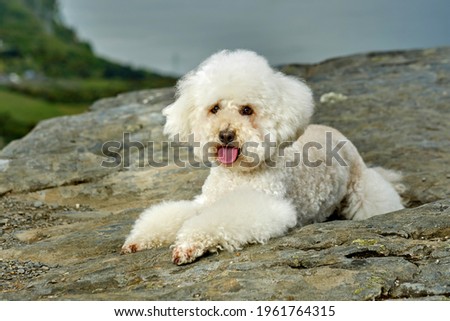 a white poodle lying in the mountains Royalty-Free Stock Photo #1961764315
