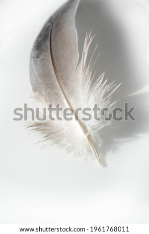 A bird's feather  pen, feather, nib, plume, blade, style