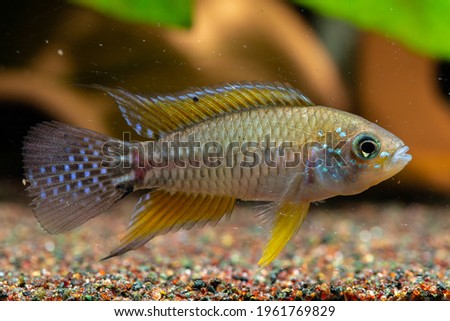 Apistogrammoides pucallpaensis South America wild fish