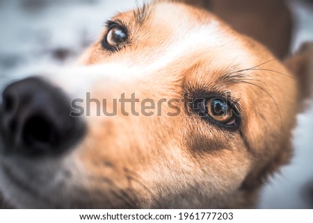 A ginger dog that looks like a fox. Expressive dog eyes. Eyes and nose of a dog close-up.