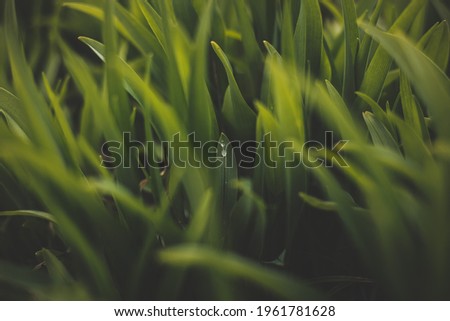 Lily leaves green in spring, warm dark light, picture for post, screensaver, wallpaper