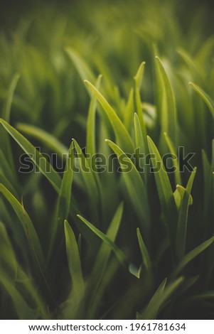 Lily leaves green in spring, warm dark light, picture for post, screensaver, wallpaper