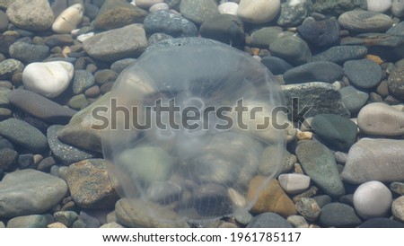 jellyfish in the water, over sea pebbles