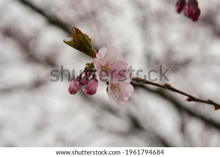 Sakura cherry tree blossoms in spring against blue sky. spring holiday mood. Macro photography