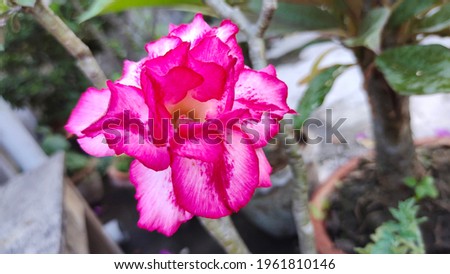 Pink and Red Adenium Flower
