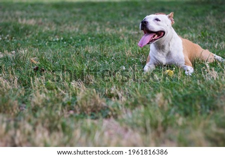 Friendly Dog having a big smile	