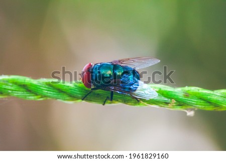 Blue fly siting on the rope in green background. Macro photography. Insect stock photo.