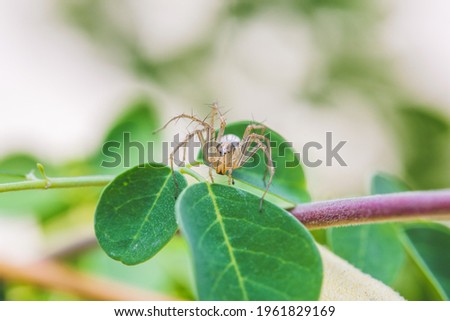 Spider on the leaf. Macro photography. Insect stock photo.