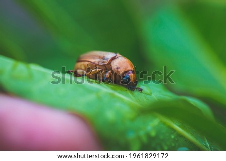 Insect siting on the leaf in green background. Macro photography. Insect stock photo.
