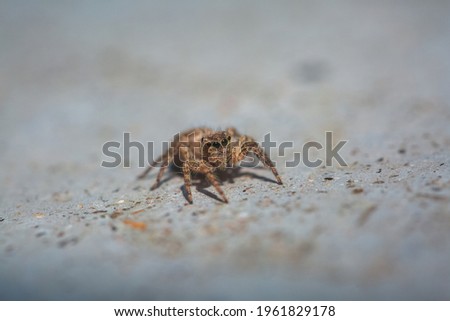Jumping spider on the floor different angle. Macro photography. Insect stock photo.