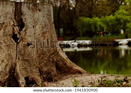 The tree at the edge of a lake in Carol Park, Bucharest, Romania