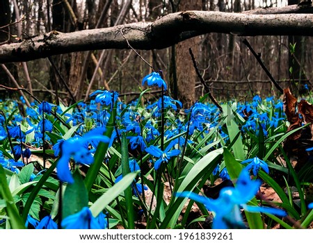 Beautiful blue flowers in spring forest