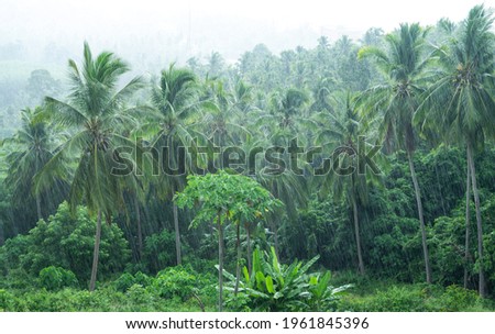 Tropical landscape of a coconut grove under heavy rain during the monsoon Royalty-Free Stock Photo #1961845396