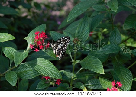 Black and white butterfly on red flowers with green tropical background.