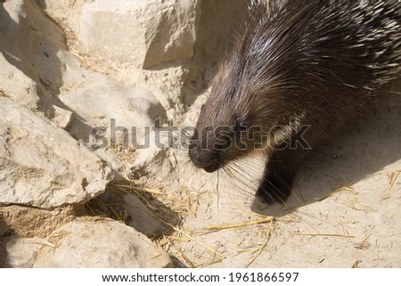 porcupine in a natural park and animal reserve, located in the Sierra de Aitana, Alicante, Spain. portrait